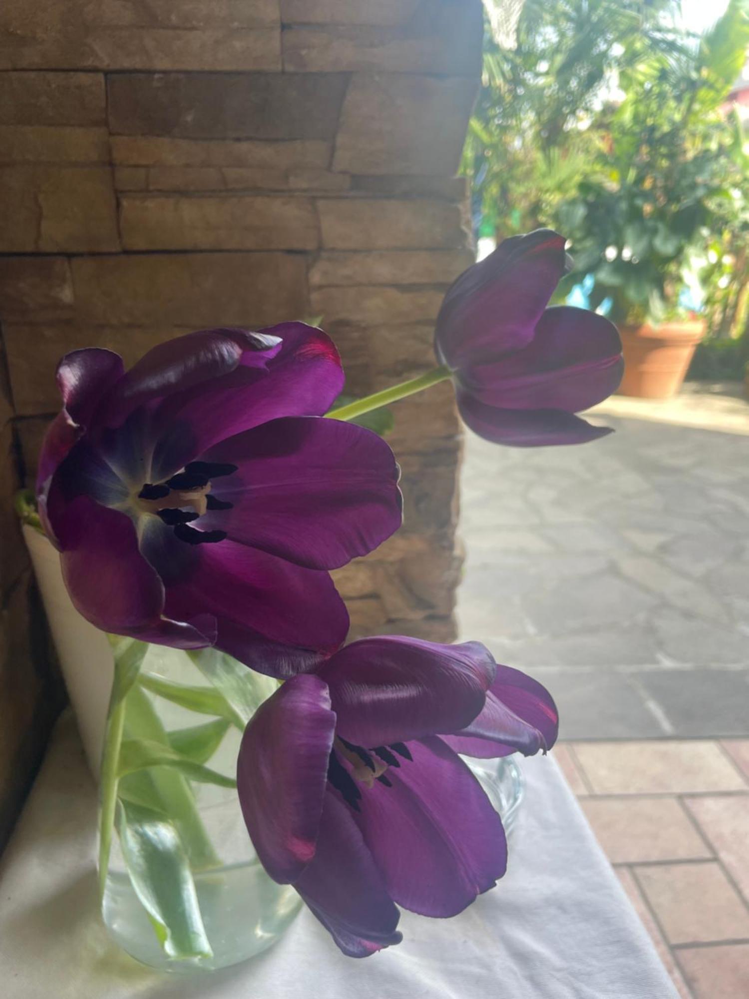 Il Giardino Di Emilia - Intero Appartamento In Villa Con Giardino Privato E Piscina Estiva Pontirolo Nuovo المظهر الخارجي الصورة