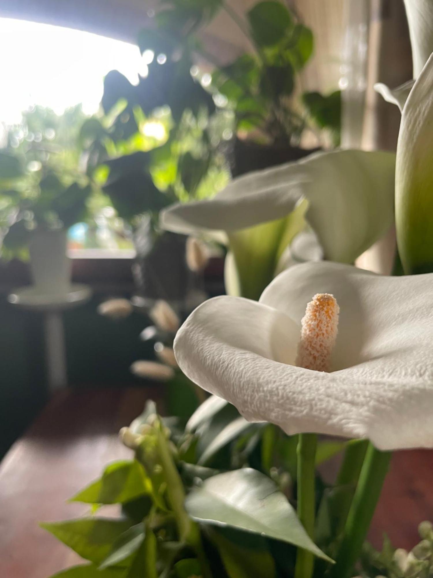 Il Giardino Di Emilia - Intero Appartamento In Villa Con Giardino Privato E Piscina Estiva Pontirolo Nuovo المظهر الخارجي الصورة